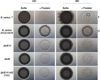 Thiocillin contributes to the ecological fitness of Bacillus cereus ATCC 14579 during interspecies interactions with Myxococcus xanthus